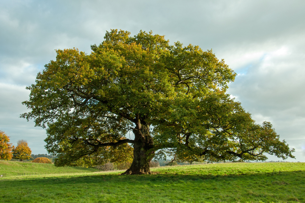 tree