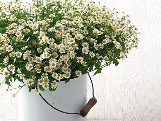 Chamomile, tanaman hias yang bermanfaat untuk meningkatkan imun.
