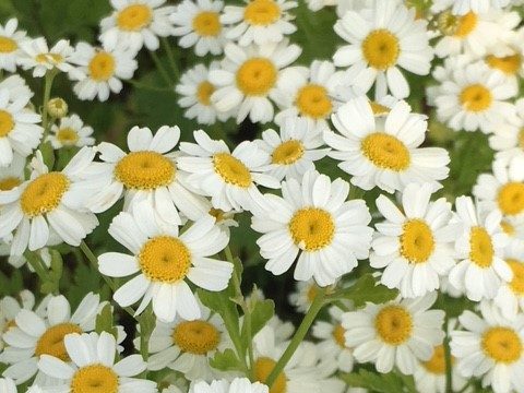 Bunga Feverfew dengan tampilan menyerupai daisy.