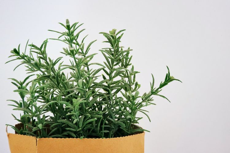 Rosemary, tanaman hias yang berkhasiat untuk meningkatkan daya ingat.