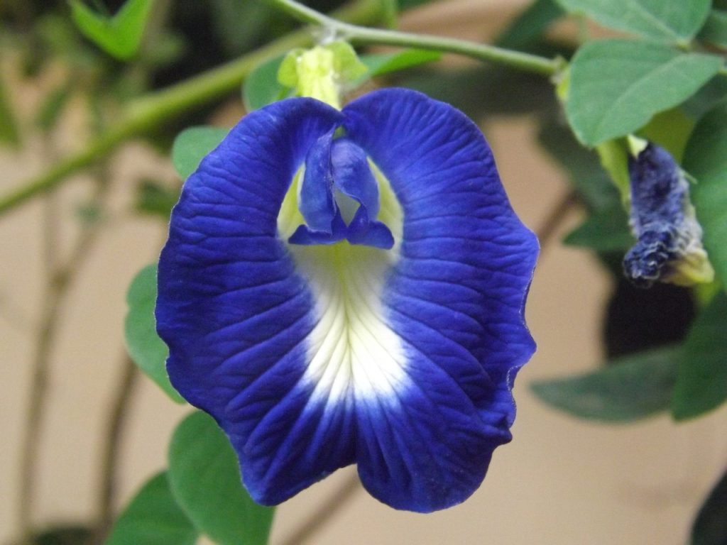 gambar bunga telang atau butterfly pea