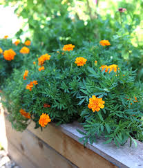 Marigold, tanaman hias obat untuk masalah kulit dan hama.